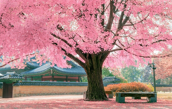 korea-spring | SKYNET TRAVEL CORPORATION